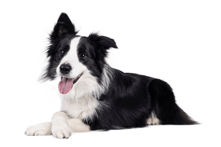 Prodotti per i Cani