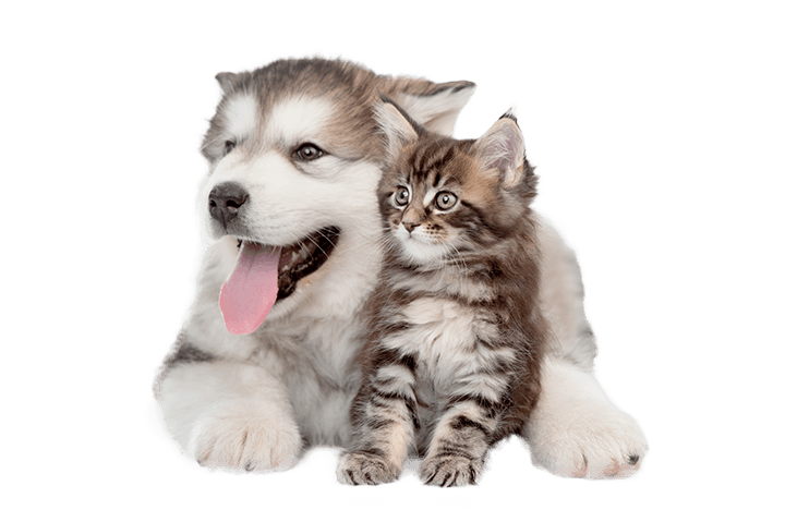 prodotti-cani-e-gatti