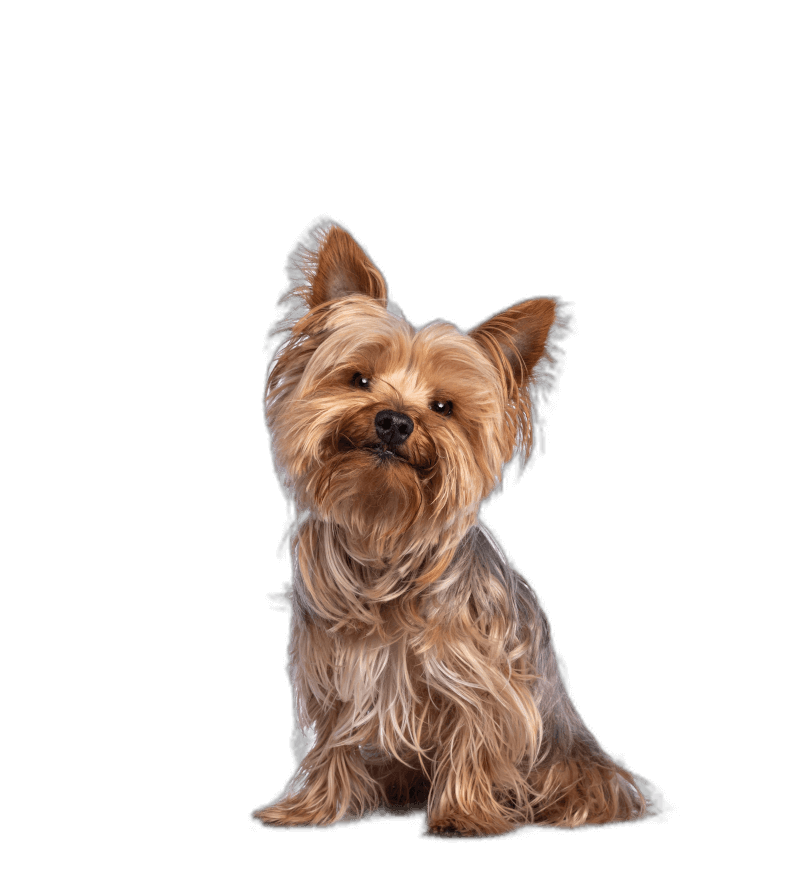 Cane Adulto Centerzoo