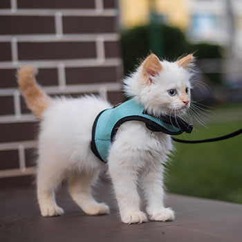 pettorine per gatti