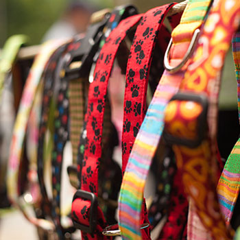 accessori-per-cani