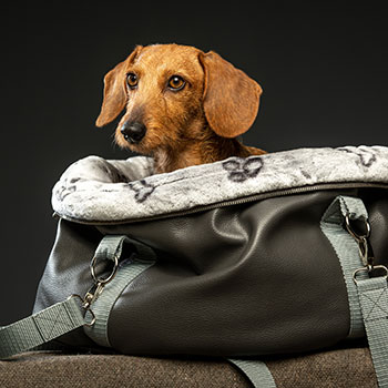 borse-per-cani