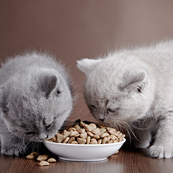 cibo-secco-per-gatti