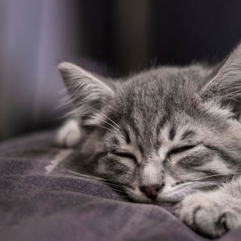 cuscini-per-gatti