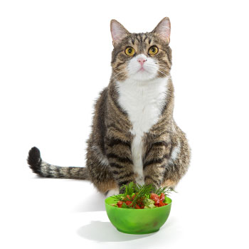 integratori-e-cure-naturali-per-gatti
