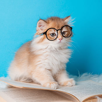 libri-sui-gatti