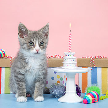 regali-di-compleanno-per-gattini