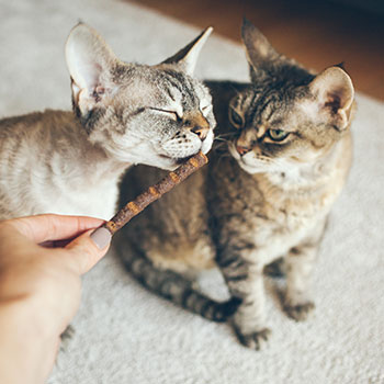 snack per gatti