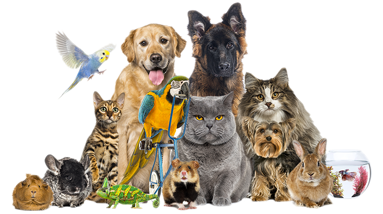 benvenuti-da-centerzoo-lariano